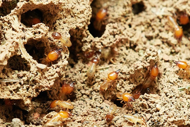 Come eliminare le termiti l’importanza della prevenzione