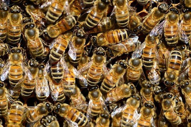 Creme al veleno d'api di Lunezia: una novità per combattere le rughe