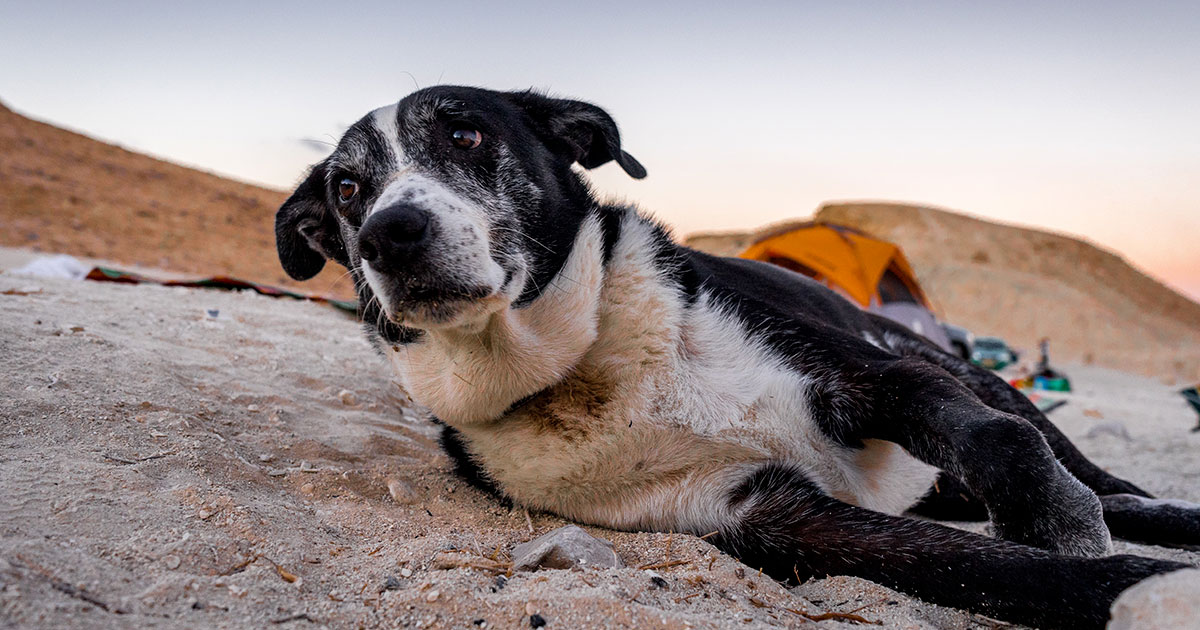 Approfondimenti sull’osteoartrite del cane