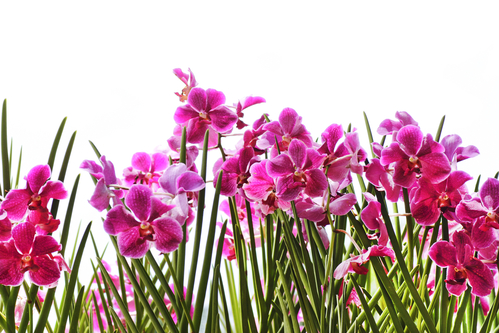 Le specie di orchidee più facili da coltivare