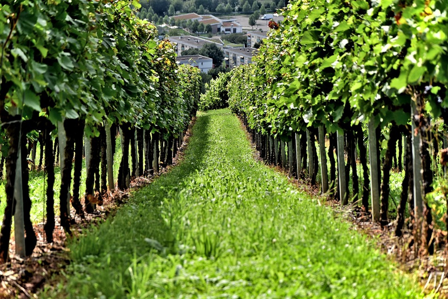 Vino Naturale, perché non vorrai bere altro e salverai anche l’ambiente