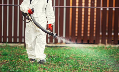 Come eliminare le zanzare dal giardino: 3 metodi infallibili