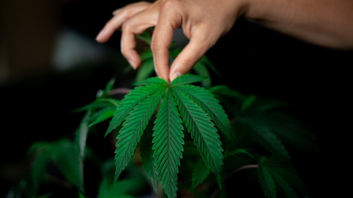 Cannabis autofiorente: guida ai cicli di luce Cannabis autofiorente: guida ai cicli di luce