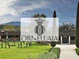 La Tenuta dell’Ornellaia e il fascino del Super Tuscan