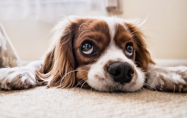 Dolori articolari dei cani