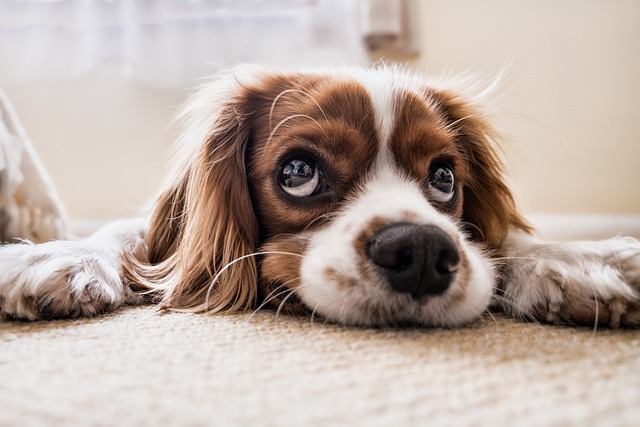 Dolori articolari dei cani