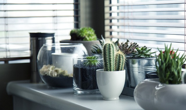Progetto interior design: come utilizzare le piante per migliorare l’aspetto della tua casa