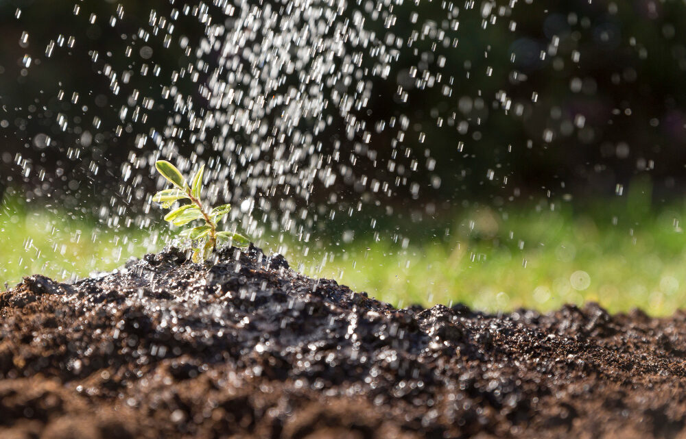 Irrigazione a goccia: che cos’è, quali vantaggi offre e come realizzare un impianto
