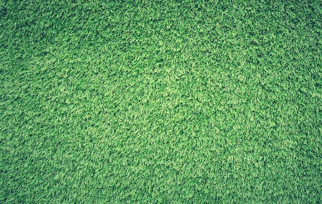 Perché scegliere l’erba Festuca rubra per il tuo prato