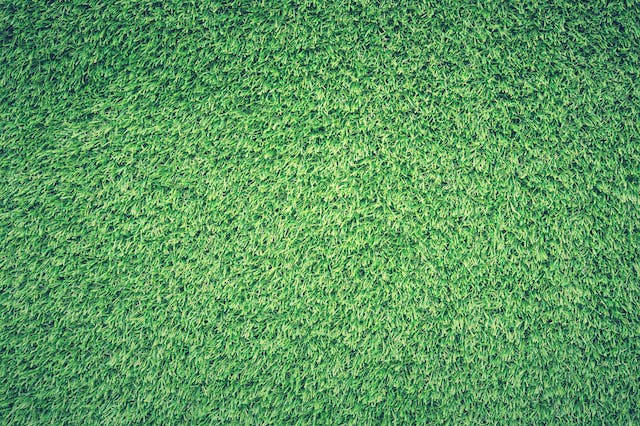 Perché scegliere l’erba Festuca rubra per il tuo prato Perché scegliere l’erba Festuca rubra per il tuo prato