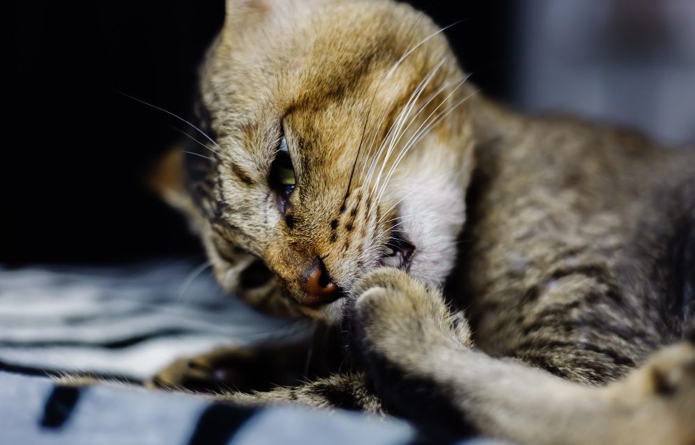 Vomito Gatto: Guida Completa su Prevenzione e Cura Vomito Gatto: Guida Completa su Prevenzione e Cura