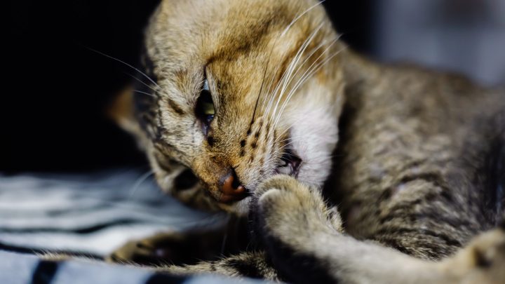 Vomito Gatto: Guida Completa su Prevenzione e Cura