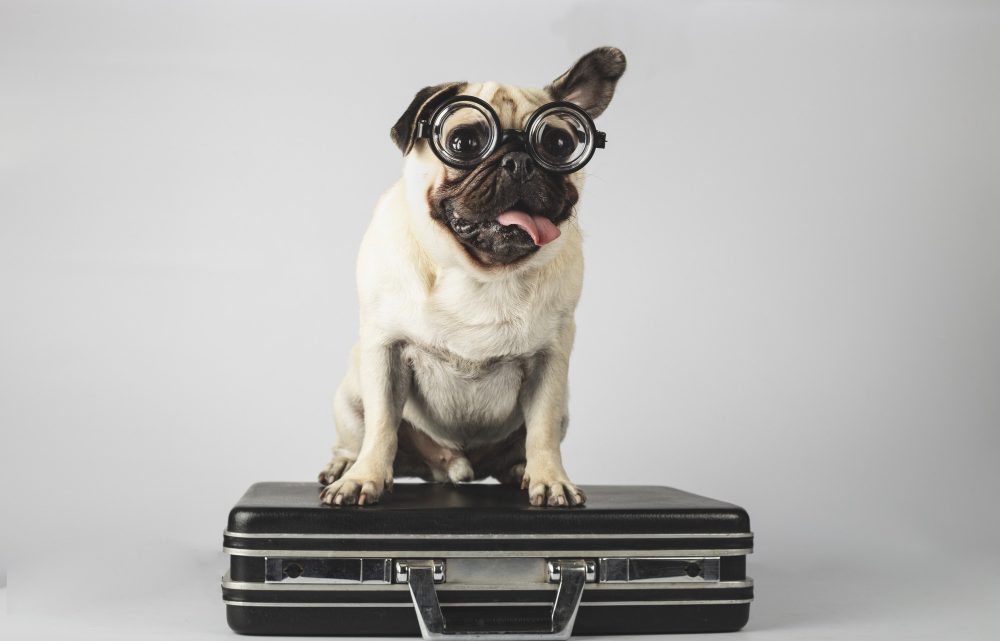 Le migliori città pet friendly per la tua vacanza a 4 zampe Le migliori città pet friendly per la tua vacanza a 4 zampe