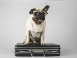 Le migliori città pet friendly per la tua vacanza a 4 zampe