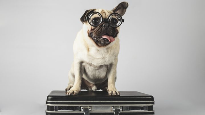 Le migliori città pet friendly per la tua vacanza a 4 zampe