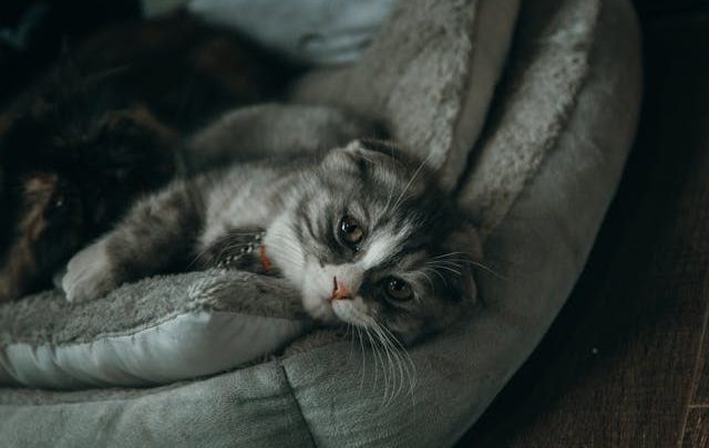 Accessori indispensabili per il benessere e la cura degli animali domestici