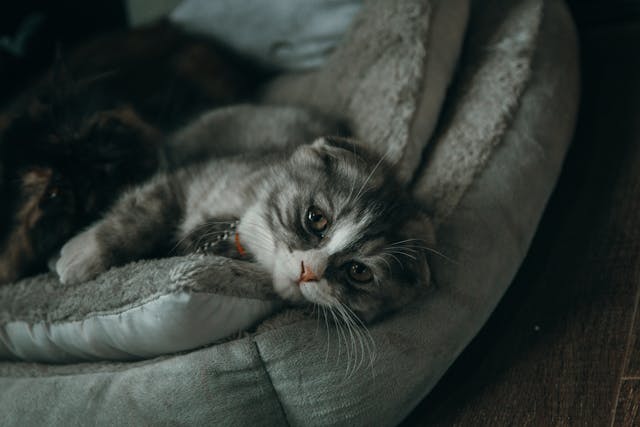 Accessori indispensabili per il benessere e la cura degli animali domestici Accessori indispensabili per il benessere e la cura degli animali domestici