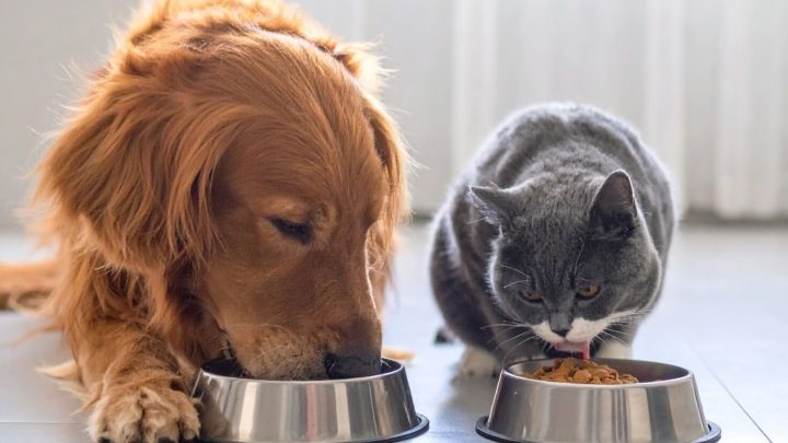 Natural Trainer: Alimenti Naturali per Cani e Gatti di Qualità