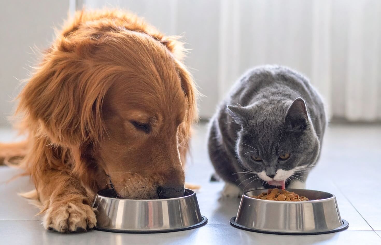 Natural Trainer: Alimenti Naturali per Cani e Gatti di Qualità
